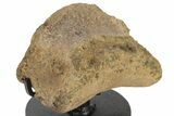 Triceratops Phalanx Bone with Metal Stand - Wyoming #227728-1